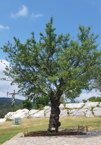 mandulafa-2--2-.jpg
