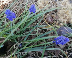 img_20200409_153059-2.jpg