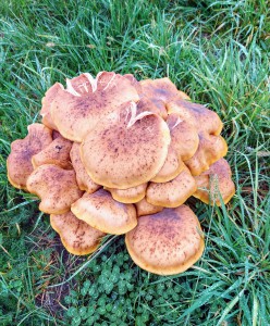 20201112_093553-3.jpg